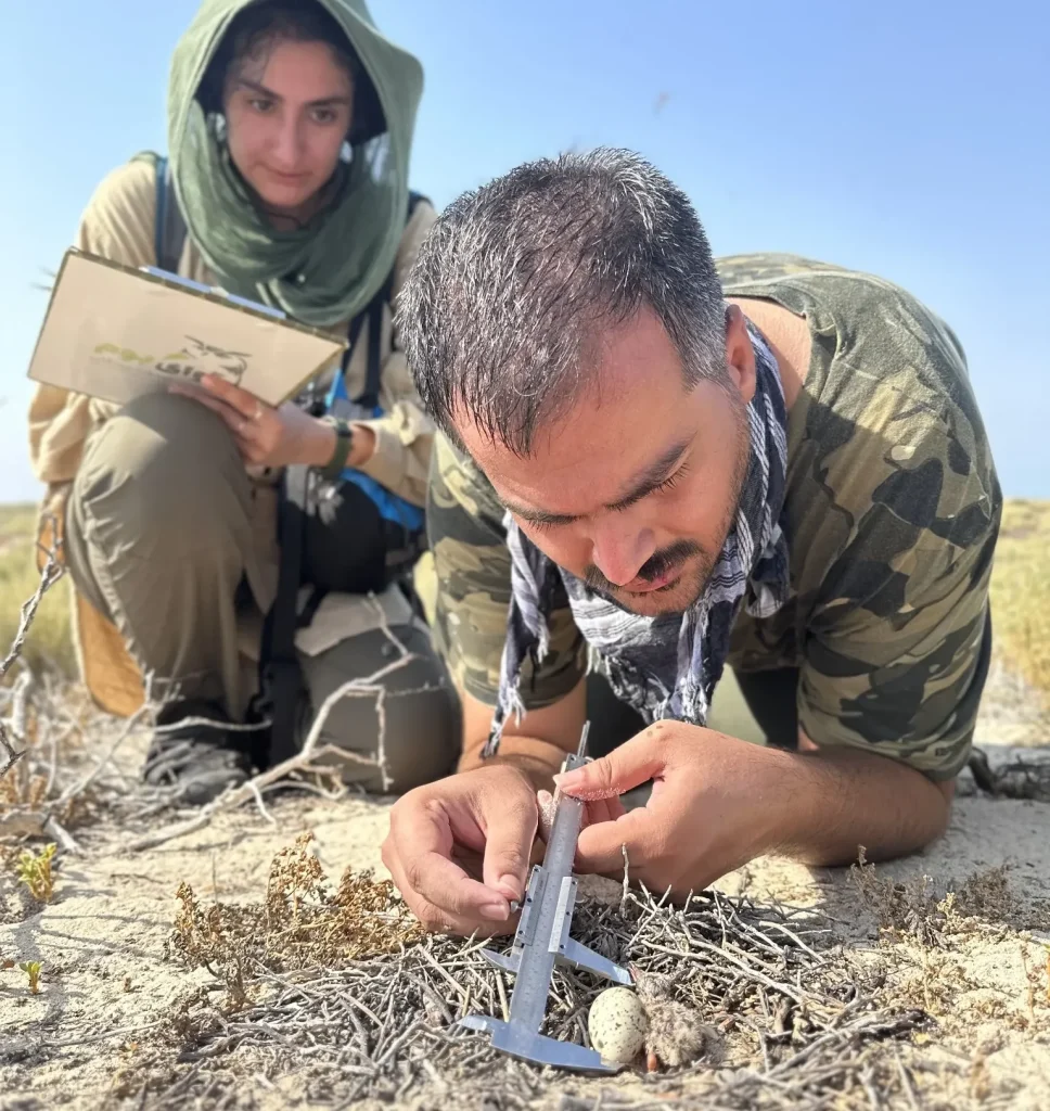Iman Ebrahimi measuring a tern egg on Shidvar Island while Chakavak Abbaspour records field data.