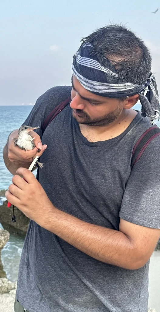 Iman Ebrahimi examining and ringing a tern during coastal field research in Persian Gulf.