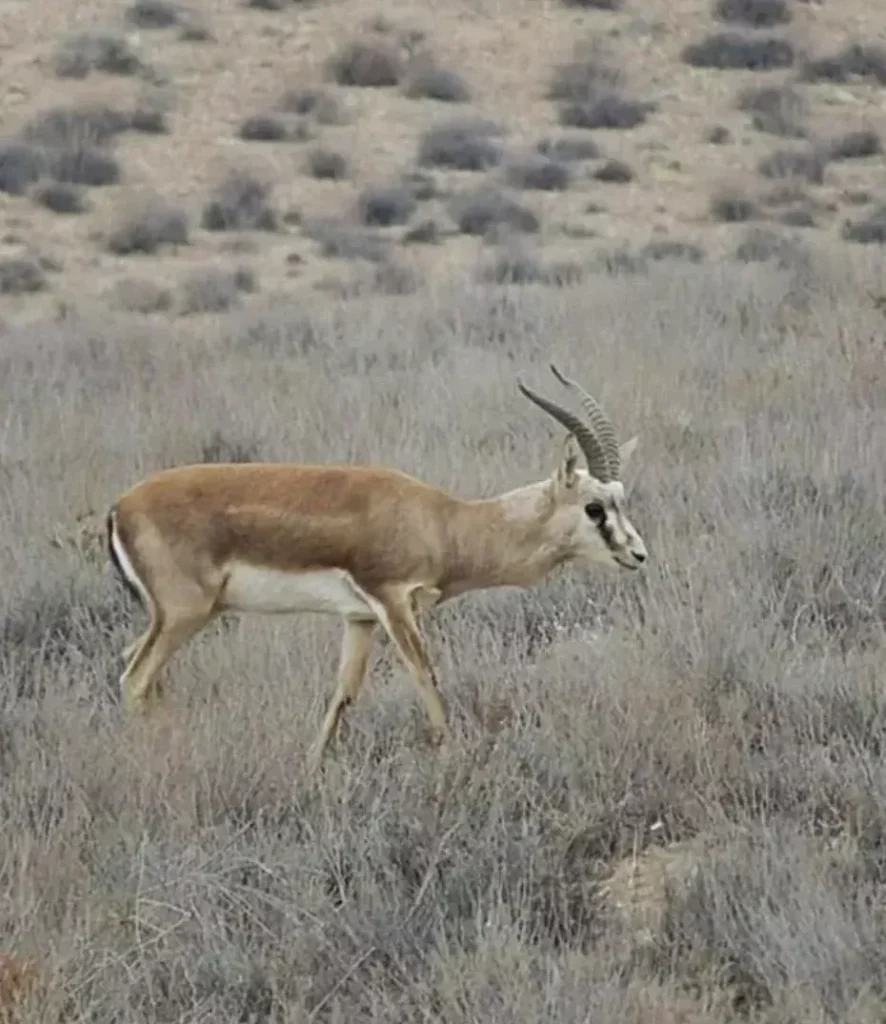 Une gazelle dans le parc national de Kolah Ghazi. © Iman Ebrahimi
